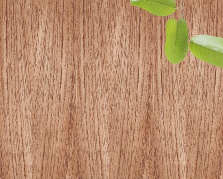 Holzarten Meranti