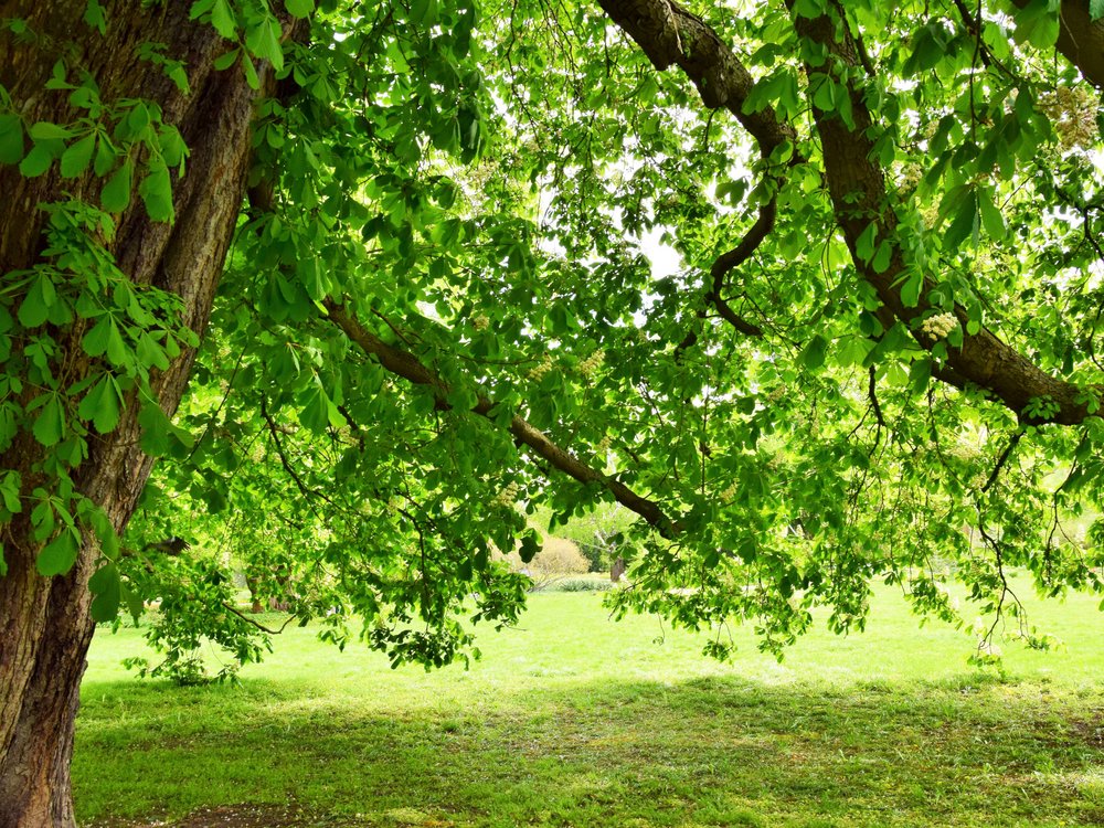 Aldra Holzarten Qualitaet