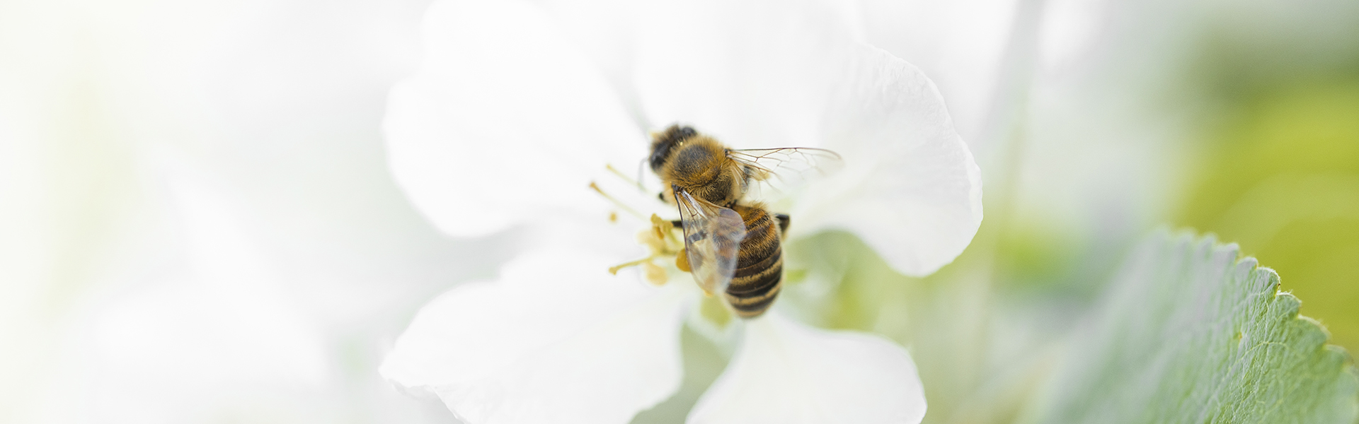 Aldra Insektenschutz